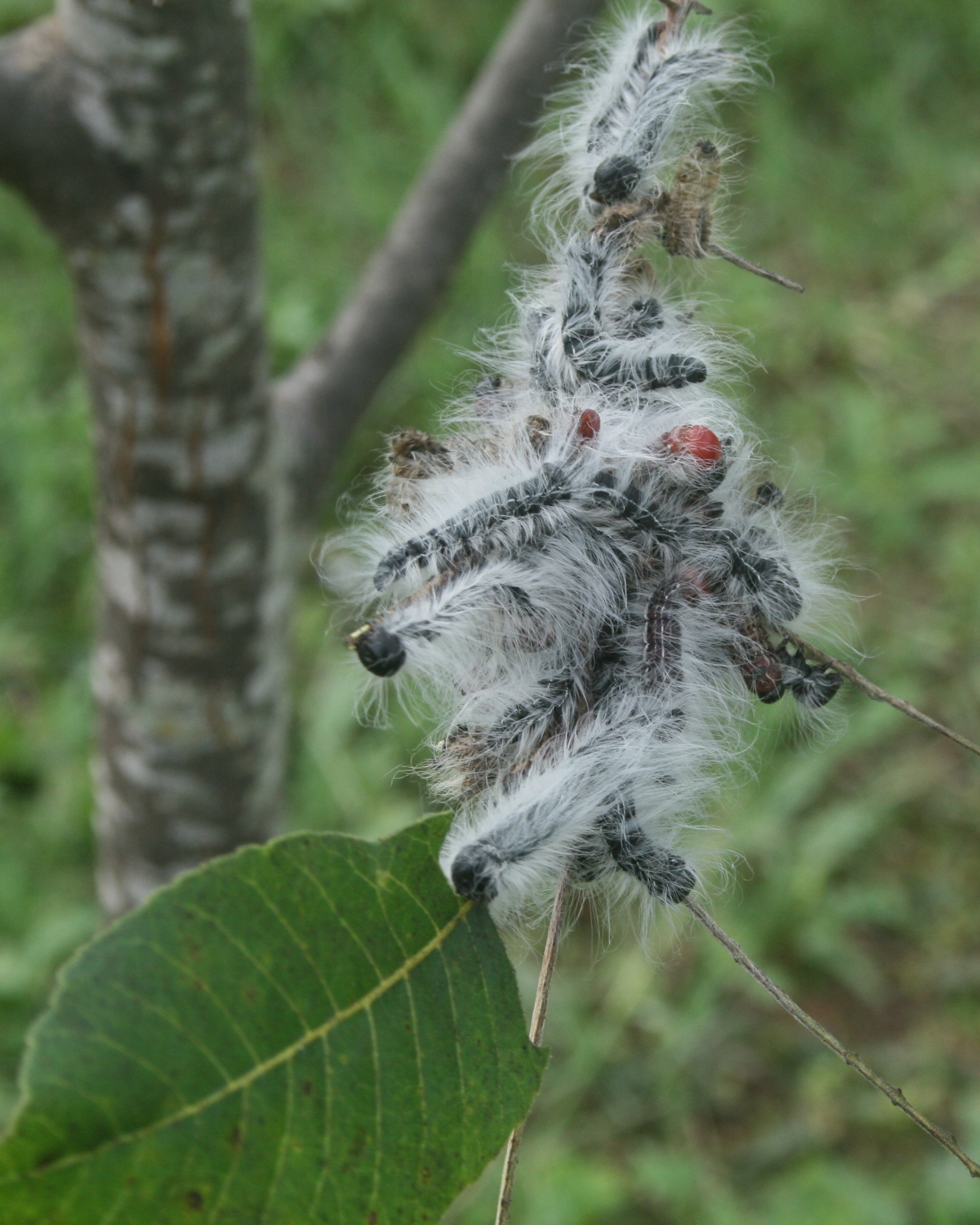 Walnut caterpillar final instar
